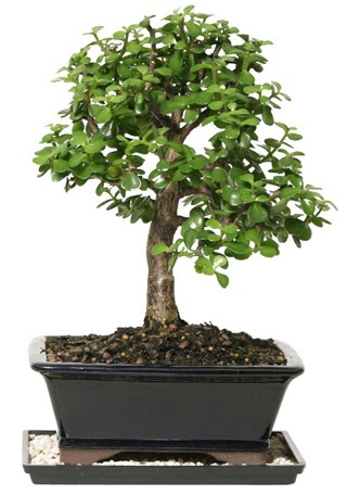 15 cm civar Zerkova bonsai bitkisi  Bursa iekisi hediye iek yolla 