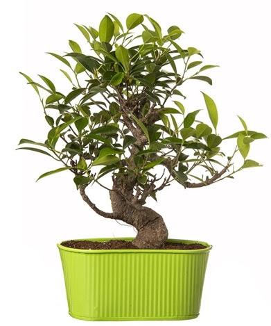 Ficus S gvdeli muhteem bonsai  Bursa iekisi hediye iek yolla 