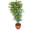 Ficus zel Starlight 1,75 cm   Bursa online ieki 