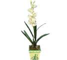 zel Yapay Orkide Beyaz   iekiler bursa 