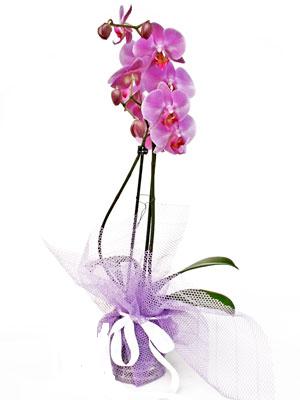  Bursa iek ucuz iek gnder  Kaliteli ithal saksida orkide