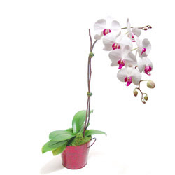  online bursa iek siparii   Saksida orkide
