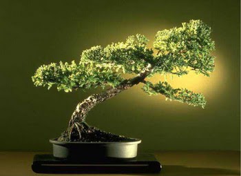 ithal bonsai saksi iegi  Bursaya iek siparii 
