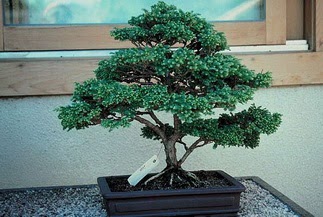 ithal bonsai saksi iegi  Bursa iek gnder 