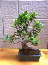 ithal bonsai saksi iegi  Bursadaki iekiler 