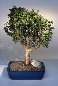  online bursa iek siparii   ithal bonsai saksi iegi  Bursa iek yolla iek , ieki , iekilik 