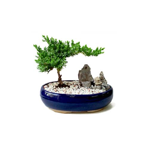 ithal bonsai saksi iegi  online bursa iek siparii  