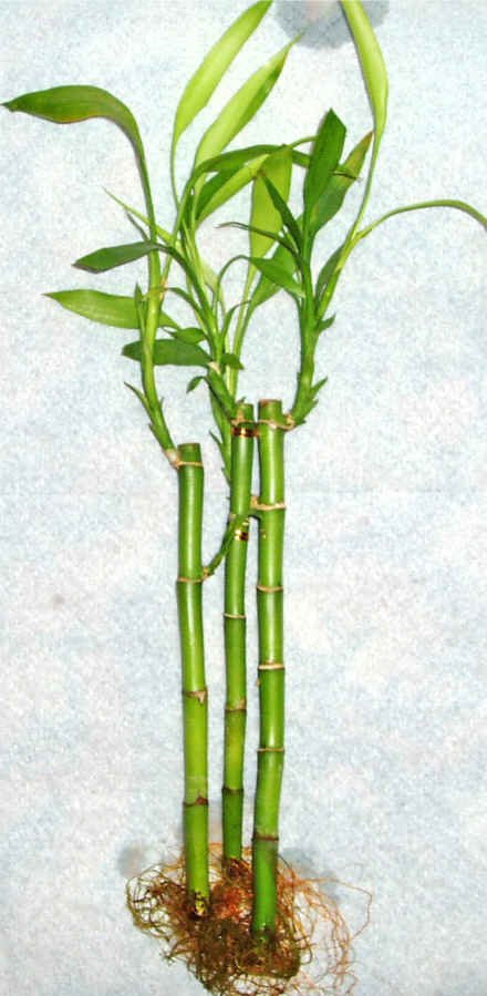 Lucky Bamboo 3 adet vazo hediye edilir   Bursa online ieki 