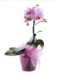 1 dal pembe orkide saks iei  Bursa iek gnderme merkezi 