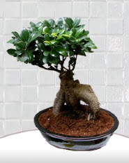 saks iei japon aac bonsai  Bursa iek gnderme merkezi 