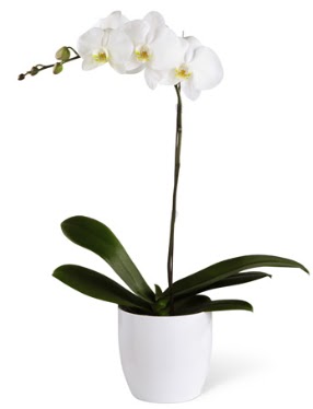 1 dall beyaz orkide  Bursa iek gnder 