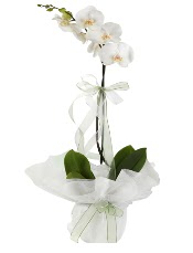 1 dal beyaz orkide iei  Bursa iek siparii 