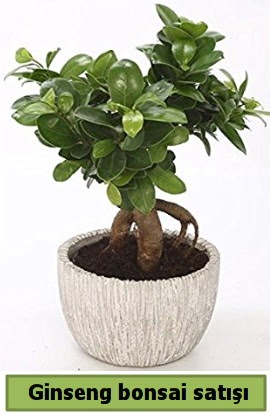 Ginseng bonsai japon aac sat  Bursaya iek yolla 