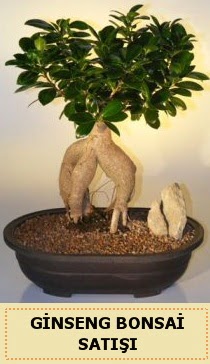thal Ginseng bonsai sat japon aac  Bursa iekisi hediye iek yolla 