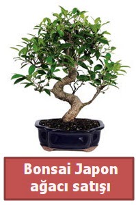 Japon aac bonsai sat  Bursa iekisi hediye iek yolla 