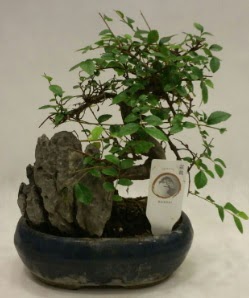 thal 1.ci kalite bonsai japon aac  bursa iekiler iek sat 