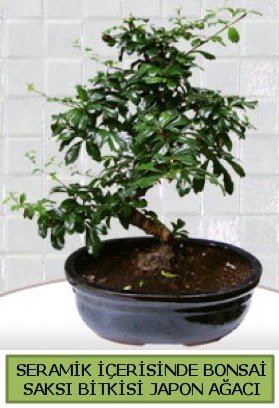 Seramik vazoda bonsai japon aac bitkisi  Bursa iekisi hediye iek yolla 