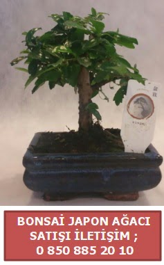 Japon aac minyar bonsai sat  bursa iekiler iek sat 