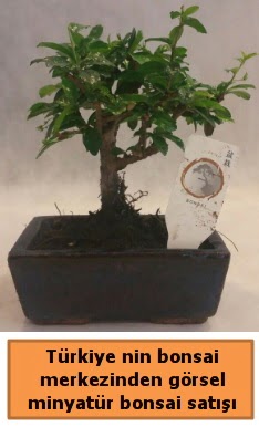 Japon aac bonsai sat ithal grsel  iek yolla bursa 