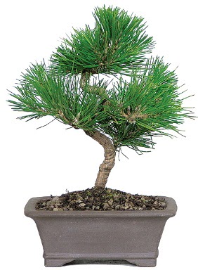 am aac bonsai japon aac bitkisi  online bursa iek siparii  