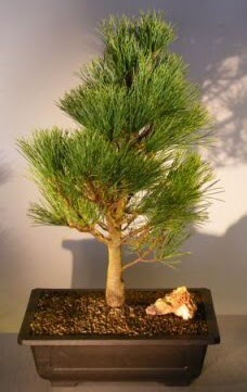 am aac japon aac bitkisi bonsai  Bursaya iek yolla 