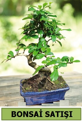 am bonsai japon aac sat  bursa iekiler iek sat 