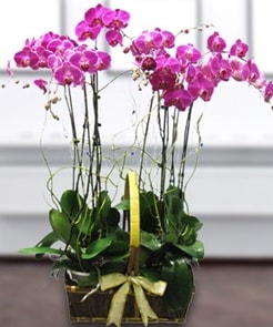 7 dall mor lila orkide  Bursa cicekci bursaya iek yolla 