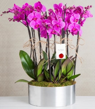 11 dall mor orkide metal vazoda  Bursa cicekci bursaya iek yolla 