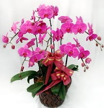 Sepet ierisinde 5 dall lila orkide  Bursadaki ieki firmalar 