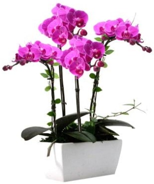 Seramik vazo ierisinde 4 dall mor orkide  bursa iekiler iek sat 