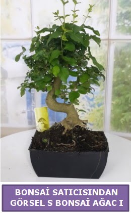 S dal erilii bonsai japon aac  bursa iekiler iek sat 