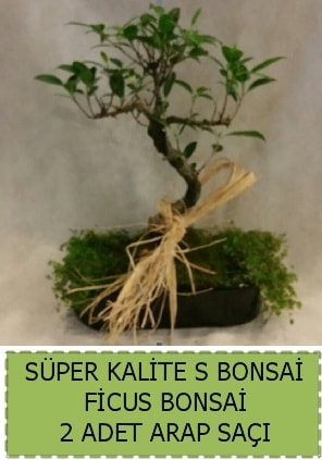 Ficus S Bonsai ve arap sa  Bursaya iek yolla 