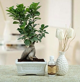 Ginseng ficus bonsai  Bursa iek yolla iek , ieki , iekilik 