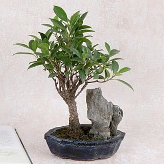 Japon aac Evergreen Ficus Bonsai  Bursa cicekci bursaya iek yolla 