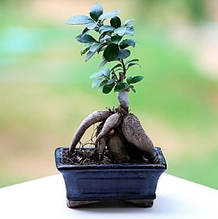 Marvellous Ficus Microcarpa ginseng bonsai  Bursa iek siparii 