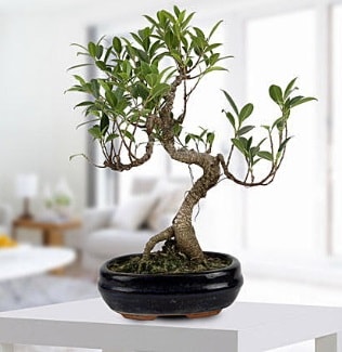 Gorgeous Ficus S shaped japon bonsai  Bursa iek sat 