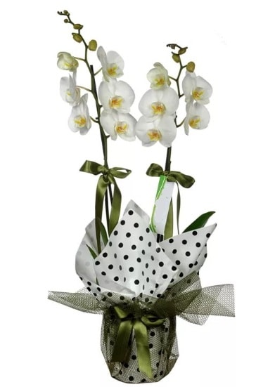 ift Dall Beyaz Orkide  Bursa iek gnder 