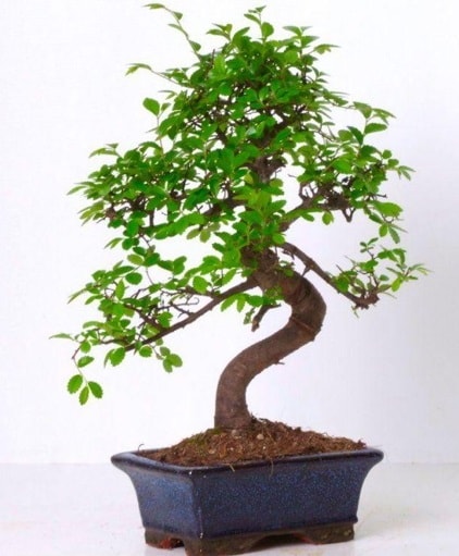 S gvdeli bonsai minyatr aa japon aac  Bursa cicekci bursaya iek yolla 