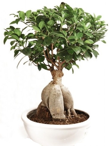 Ginseng bonsai japon aac ficus ginseng  Bursa iek ieki 